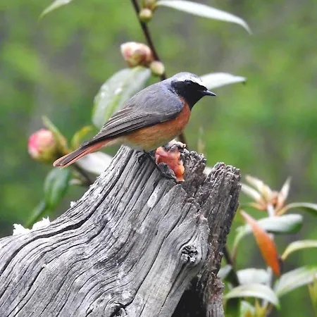 El Cotu En Cangas de Onis