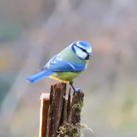 Σπίτι διακοπών El Cotu En